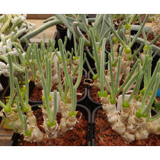 Monilaria moniliformis (B)